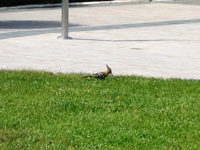 IMG_1488.JPG - Vogel am Pool