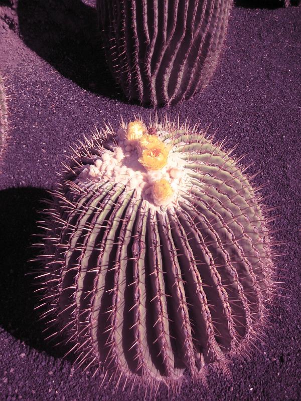 IMG_1537.JPG - Jardín de Cactus