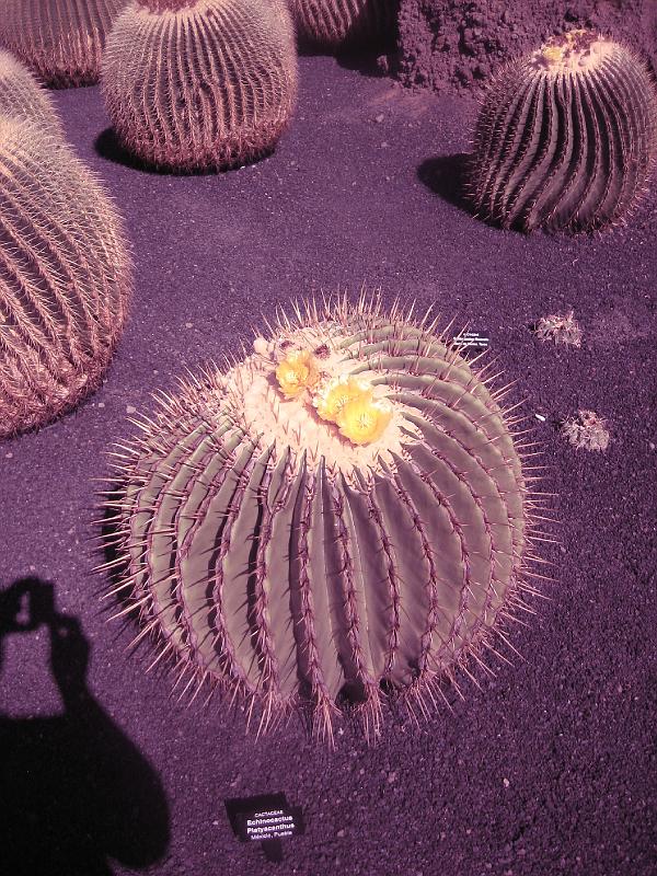 IMG_1538.JPG - Jardín de Cactus
