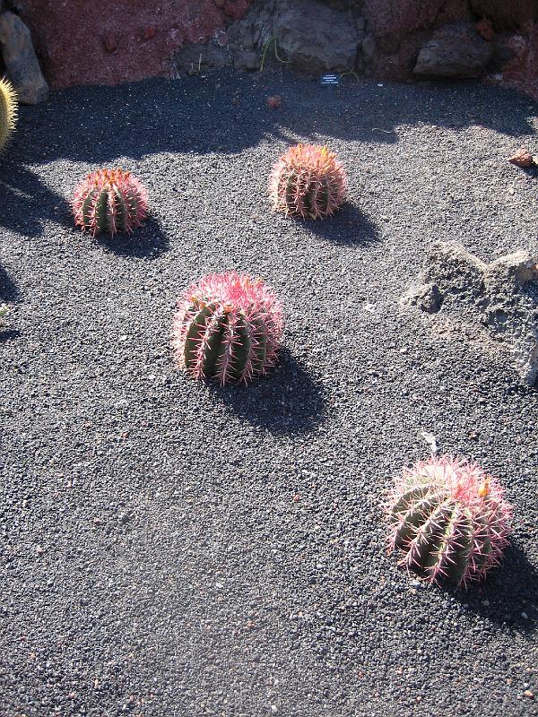 IMG_1554.JPG - Jardín de Cactus