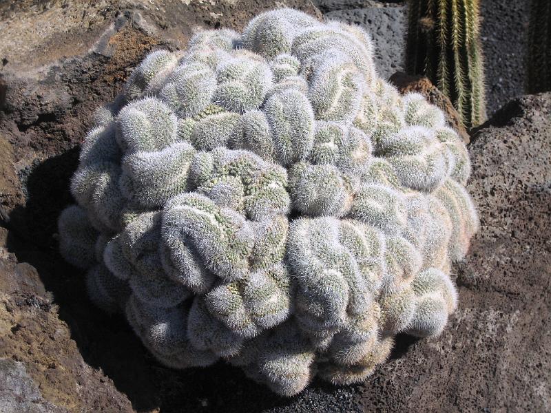 IMG_1557.JPG - Jardín de Cactus