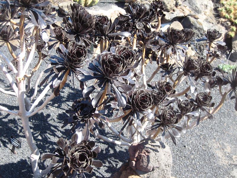 IMG_1558.JPG - Jardín de Cactus