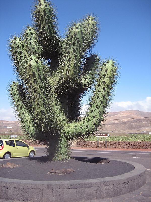IMG_1561.JPG - Jardín de Cactus (Stahlkaktus)