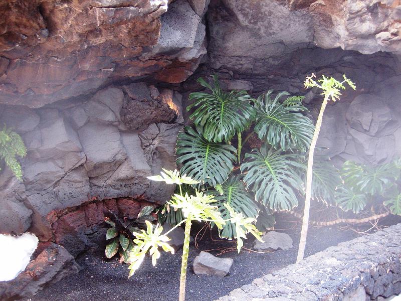 IMG_1626.JPG - César Manrique's Garten