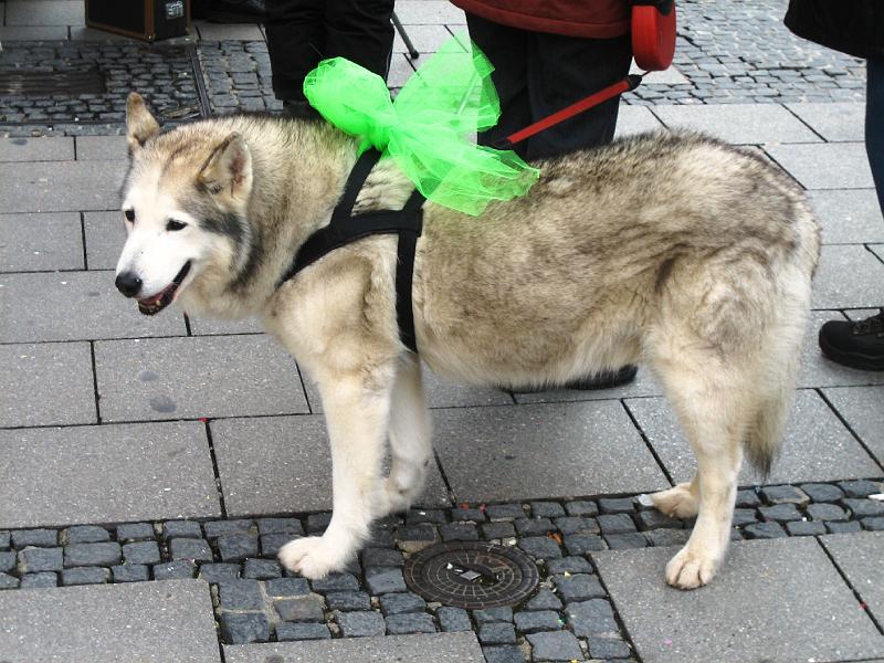 IMG_1272.JPG - Faschingshund